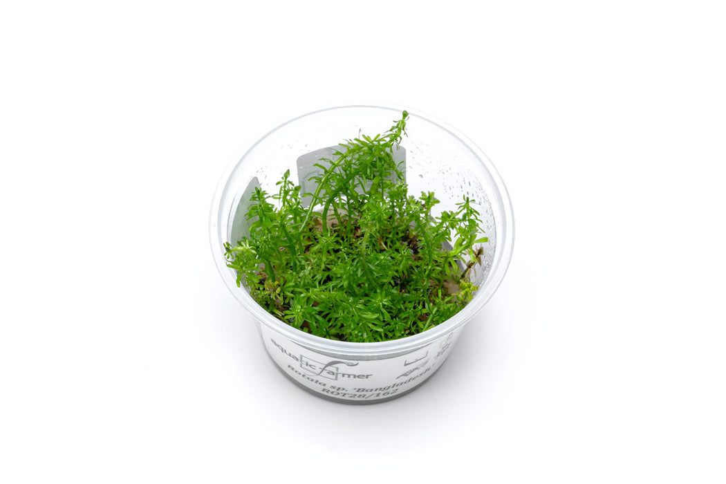 Healthy Rotala Macrandra 'Bangladesh' aquatic plant in tissue culture by Aquatic Farmer, featuring vibrant red and green foliage.