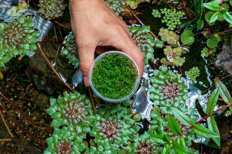 Rotala Macrandra 'Bangladesh' Aquatic Farmer Tissue Culture Aquatic Plant - Buce Plant