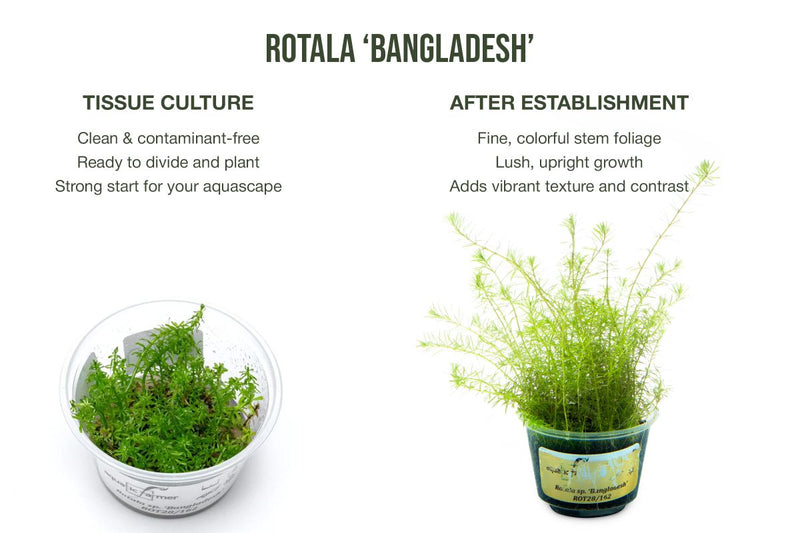 Rotala Macrandra 'Bangladesh' Aquatic Farmer Tissue Culture