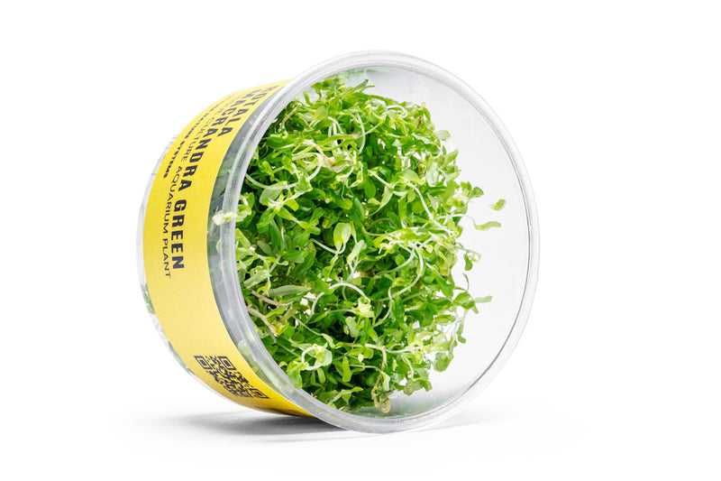 Rotala Macrandra 'Green' UNS Tissue Culture