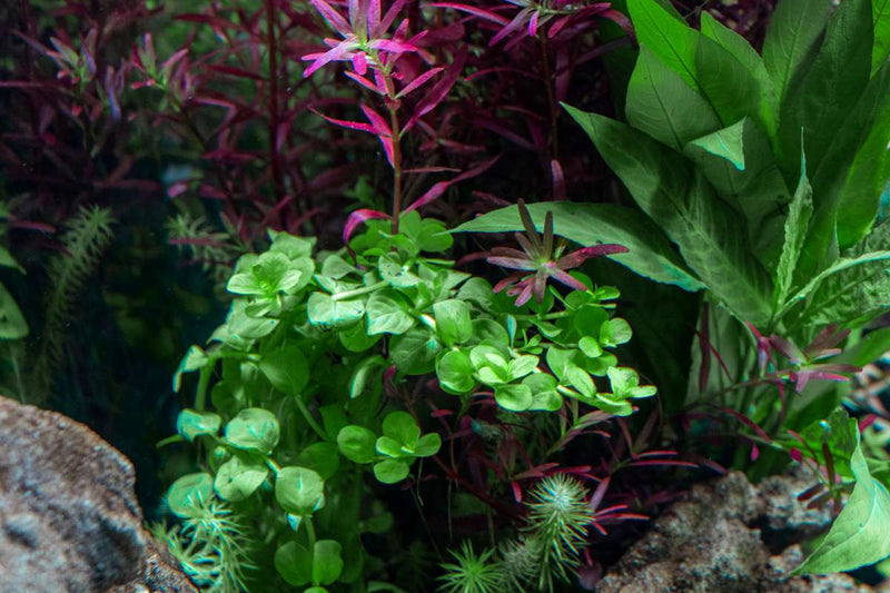Rotala Macrandra 'Green' UNS Tissue Culture