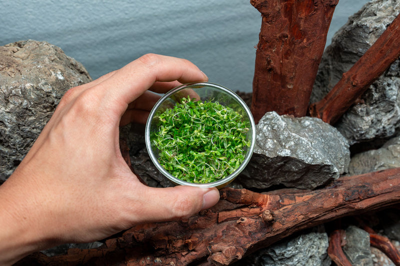 Rotala Macrandra 'Green' UNS Tissue Culture