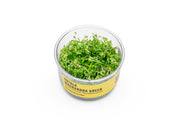 Rotala Macrandra 'Green' UNS Tissue Culture