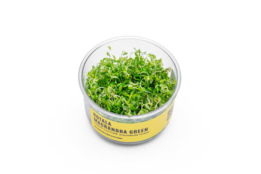 Rotala Macrandra 'Green' UNS Tissue Culture