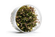 Rotala Macrandra Mini Butterfly UNS Tissue Culture Aquatic Plant - Buce Plant