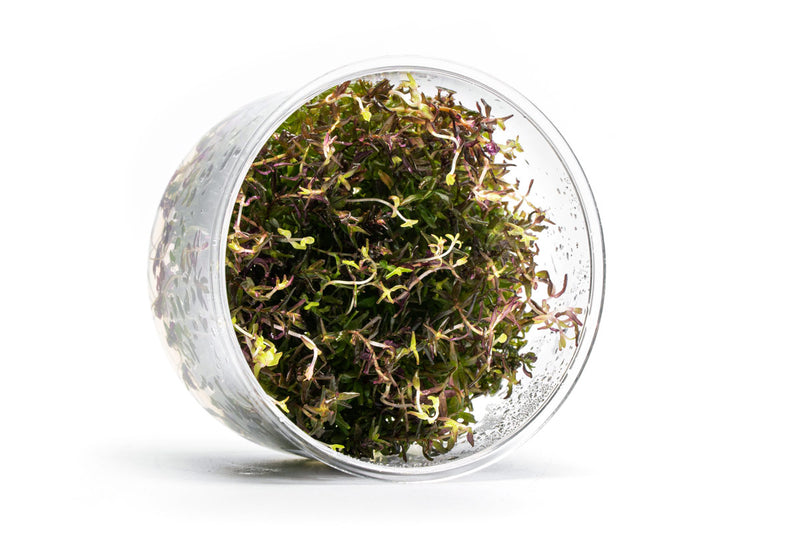 Rotala Macrandra Mini Butterfly UNS Tissue Culture Aquatic Plant - Buce Plant