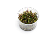 Rotala Macrandra Mini Butterfly UNS Tissue Culture Aquatic Plant - Buce Plant
