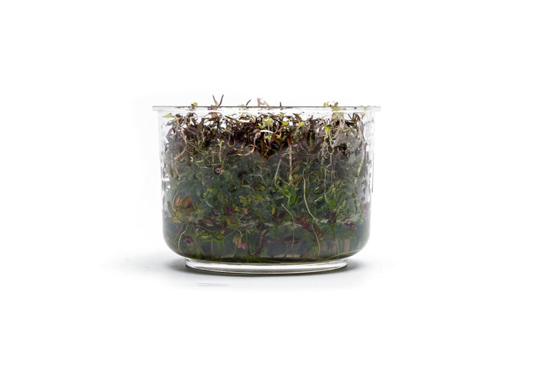 Rotala Macrandra Mini Butterfly UNS Tissue Culture Aquatic Plant - Buce Plant
