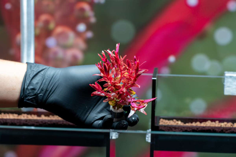 Rotala Macrandra Mini Pink Aquatic Plant - Buce Plant