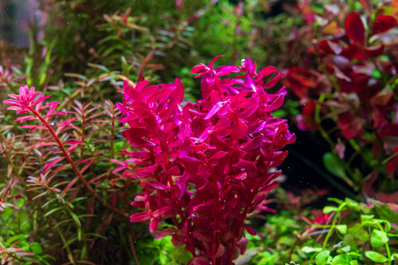 Rotala Macrandra Mini Pink Aquatic Plant - Buce Plant