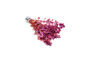 Rotala Macrandra Mini Pink Aquatic Plant - Buce Plant