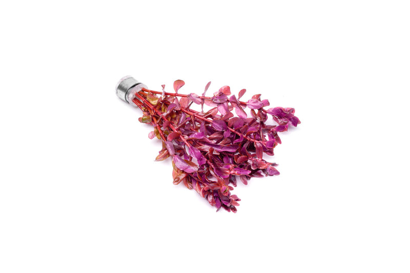 Rotala Macrandra Mini Pink Aquatic Plant - Buce Plant