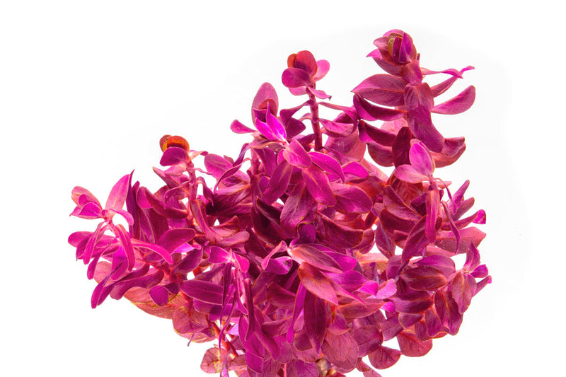 Rotala Macrandra Mini Pink Aquatic Plant - Buce Plant