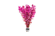 Rotala Macrandra Mini Pink Aquatic Plant - Buce Plant