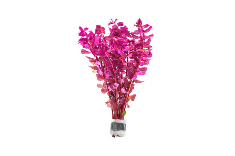 Rotala Macrandra Mini Pink Aquatic Plant - Buce Plant