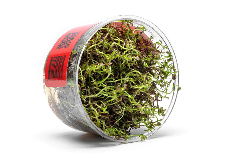 Rotala Macrandra Mini Red UNS Tissue Culture Tissue Culture - Buce Plant