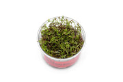 Rotala Macrandra Mini Red UNS Tissue Culture Tissue Culture - Buce Plant