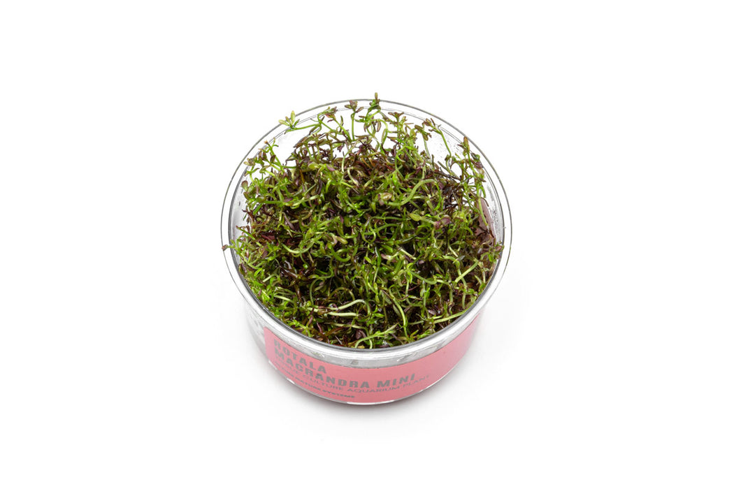 Tissue culture of Rotala Macrandra Mini Red aquatic plant by UNSTC, showing healthy red stems and vibrant leaves.