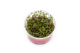 Tissue culture of Rotala Macrandra Mini Red aquatic plant by UNSTC, showing healthy red stems and vibrant leaves.
