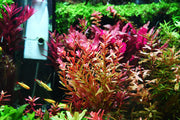 Healthy Rotala Manipurensis aquatic plant from CPA showcasing vibrant green stems and fine leaf details for freshwater aquariums.