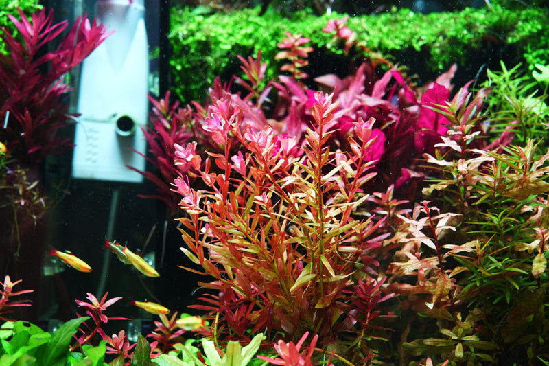 Healthy Rotala Manipurensis aquatic plant from CPA showcasing vibrant green stems and fine leaf details for freshwater aquariums.