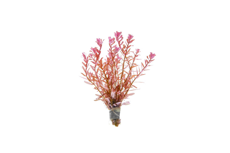 Healthy Rotala Manipurensis aquatic plant from CPA with vibrant green and red stems, ideal for freshwater aquariums.