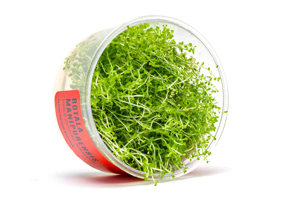 Rotala Manipurensis Tissue Culture