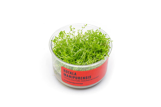 Rotala Manipurensis Tissue Culture