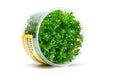 Tissue culture of Rotala Mexicana Bangladesh aquatic plant by UNSTC, showing vibrant green stems and leaves in a clear container.