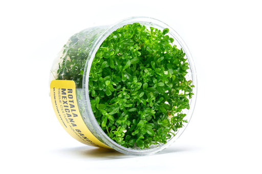 Rotala Mexicana Bangladesh UNS Tissue Culture