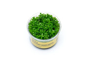 Rotala Mexicana Bangladesh UNS Tissue Culture Tissue Culture - Buce Plant