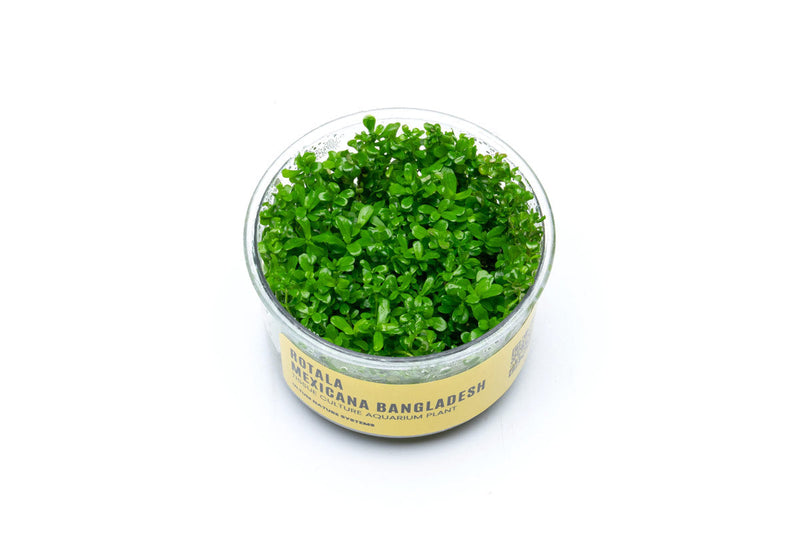 Rotala Mexicana Bangladesh UNS Tissue Culture Tissue Culture - Buce Plant
