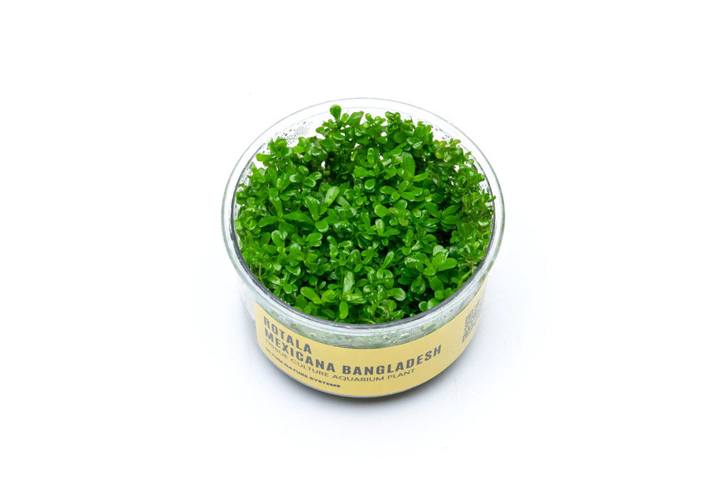 Tissue culture of Rotala Mexicana Bangladesh aquatic plant by UNSTC, showing healthy green stems and leaves in clear container.
