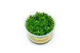 Tissue culture of Rotala Mexicana Bangladesh aquatic plant by UNSTC, showing healthy green stems and leaves in clear container.