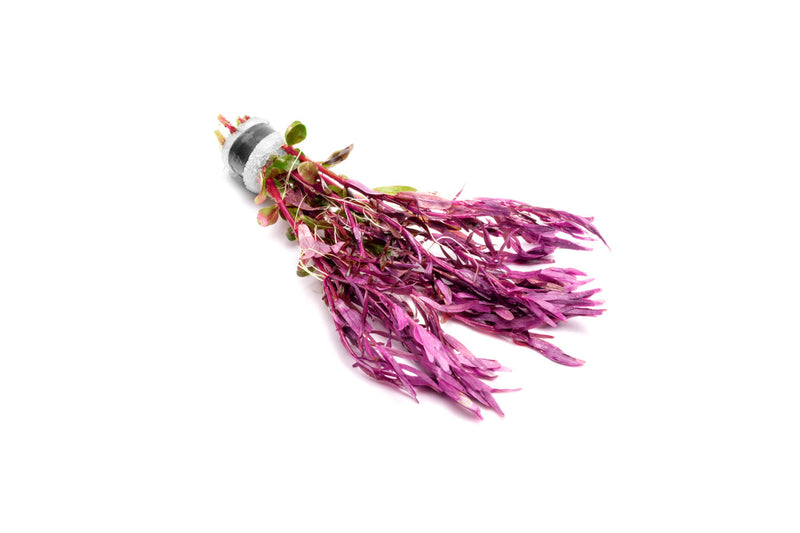 Rotala Narrow Leaf Sp. Red Aquatic Plant - Buce Plant