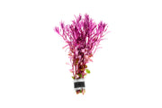 Rotala Narrow Leaf Sp. Red Aquatic Plant - Buce Plant