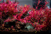 Rotala Narrow Leaf Sp. Red Aquatic Plant - Buce Plant