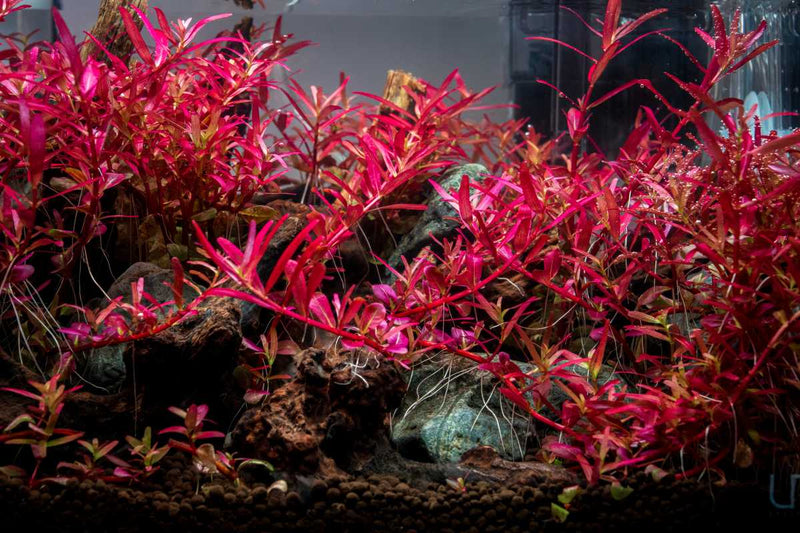 Rotala Narrow Leaf Sp. Red Aquatic Plant - Buce Plant