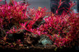 Rotala Narrow Leaf Sp. Red