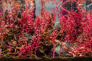 Rotala Narrow Leaf Sp. Red