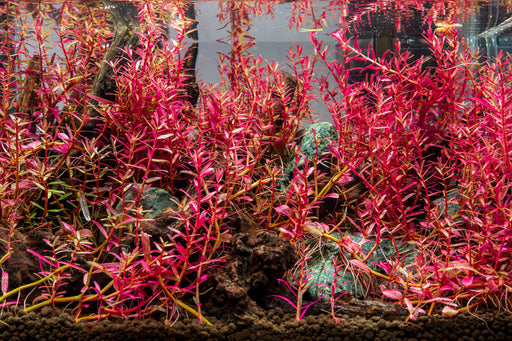 Rotala Narrow Leaf Sp. Red