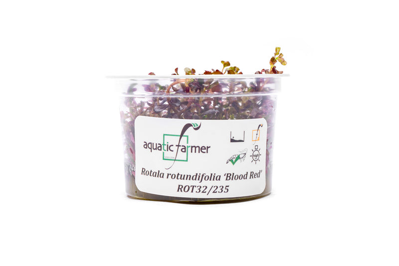 Rotala Rotundifolia Blood Red Aquatic Farmer Tissue Culture Aquatic Plant - Buce Plant