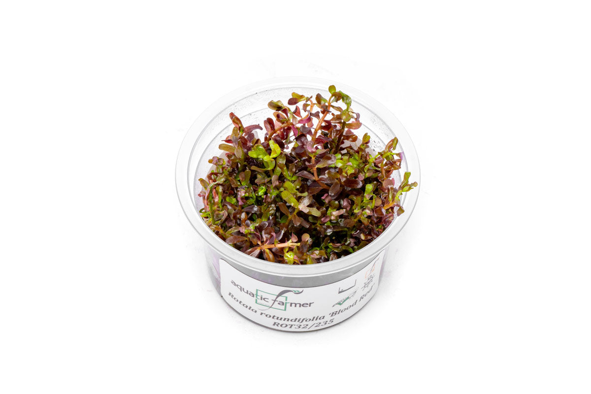Rotala Rotundifolia Blood Red Aquatic Farmer Tissue Culture Buce Plant Rotala Rotundifolia Blood Red Aquatic Farmer Tissue Culture Buce Plant