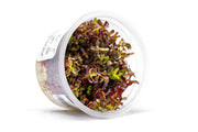 Rotala Rotundifolia Blood Red Aquatic Farmer Tissue Culture Aquatic Plant - Buce Plant