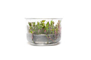 Rotala Rotundifolia Blood Red UNS Tissue Culture Aquatic Plant - Buce Plant