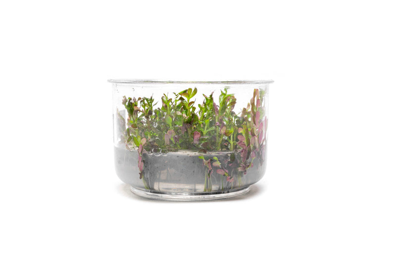 Rotala Rotundifolia Blood Red UNS Tissue Culture Aquatic Plant - Buce Plant