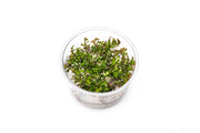 Rotala Rotundifolia Blood Red UNS Tissue Culture Aquatic Plant - Buce Plant