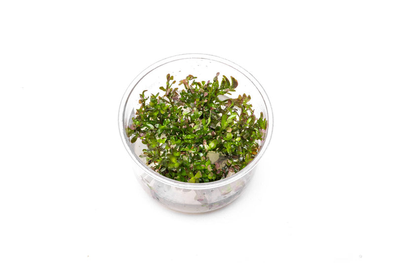Rotala Rotundifolia Blood Red UNS Tissue Culture Aquatic Plant - Buce Plant