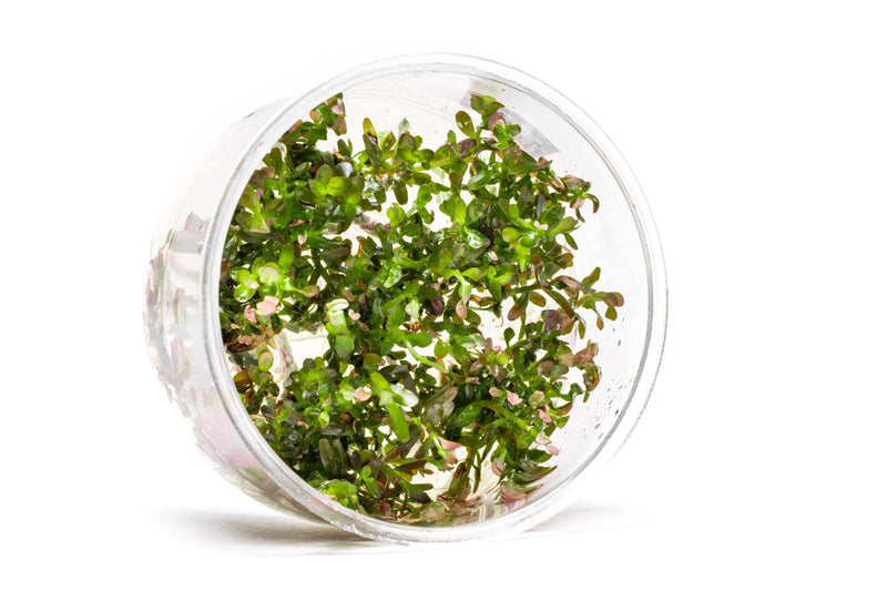 Rotala Rotundifolia Blood Red UNS Tissue Culture Aquatic Plant - Buce Plant