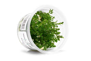 Rotala Rotundifolia Manipurensis Aquatic Farmer Tissue Culture Aquatic Plant - Buce Plant